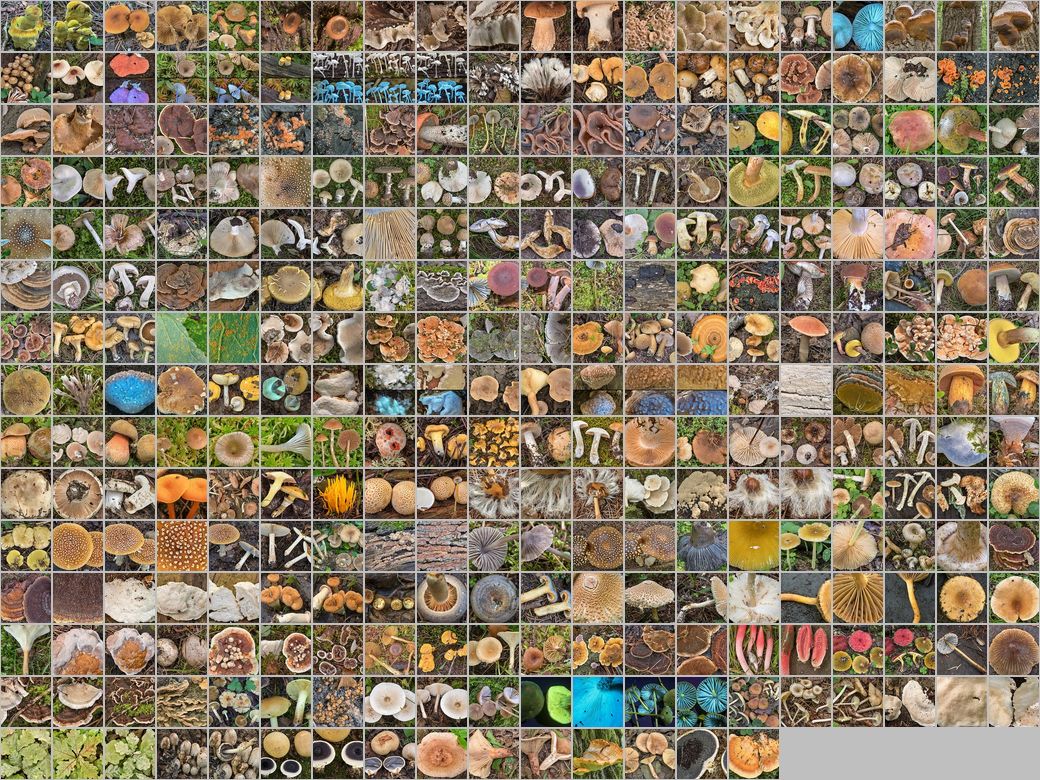 Photomontage of pictures of mushrooms in Russia. Year 2024